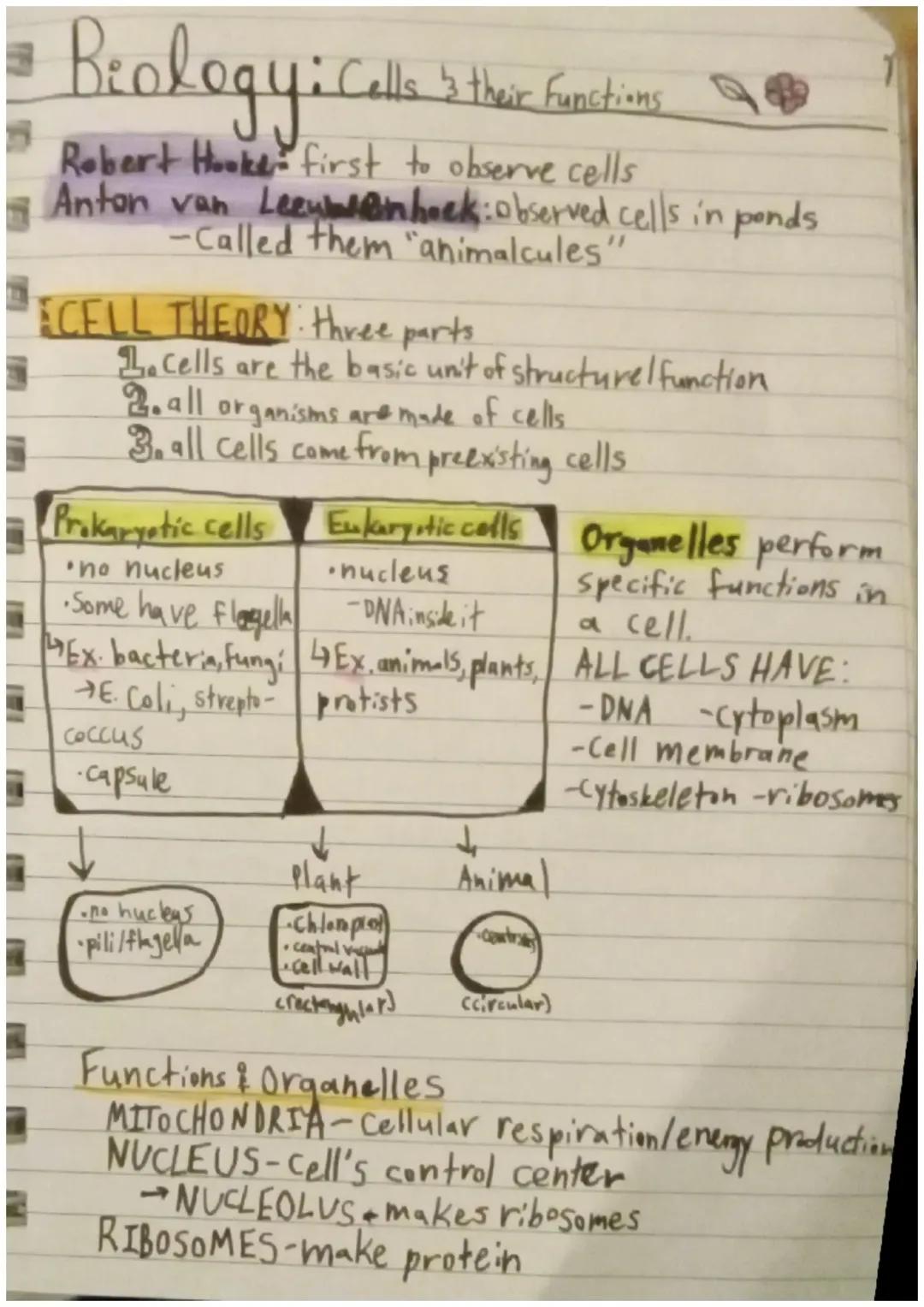 Cell Basics - Organelles, Theories, and Functions