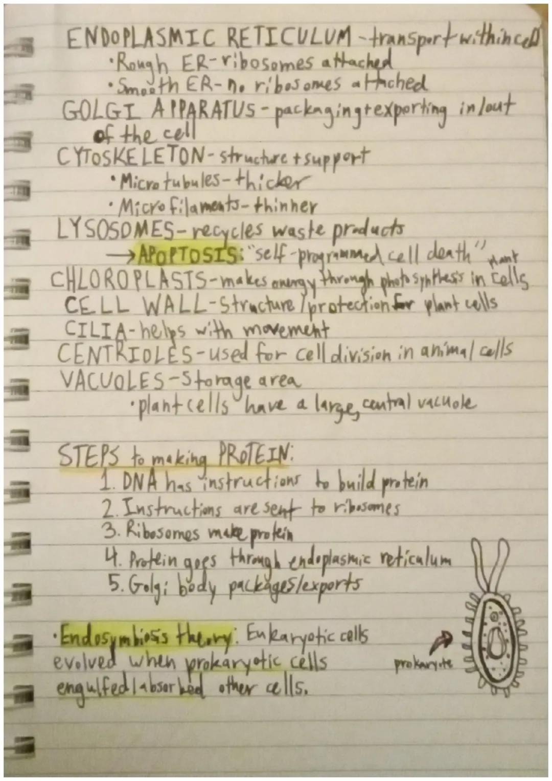 # Biology:calls
S
Cells 13 their functions
Robert Hookd first to observe cells
Anton van Leeuwenhoek: observed cells in ponds
-Called them "