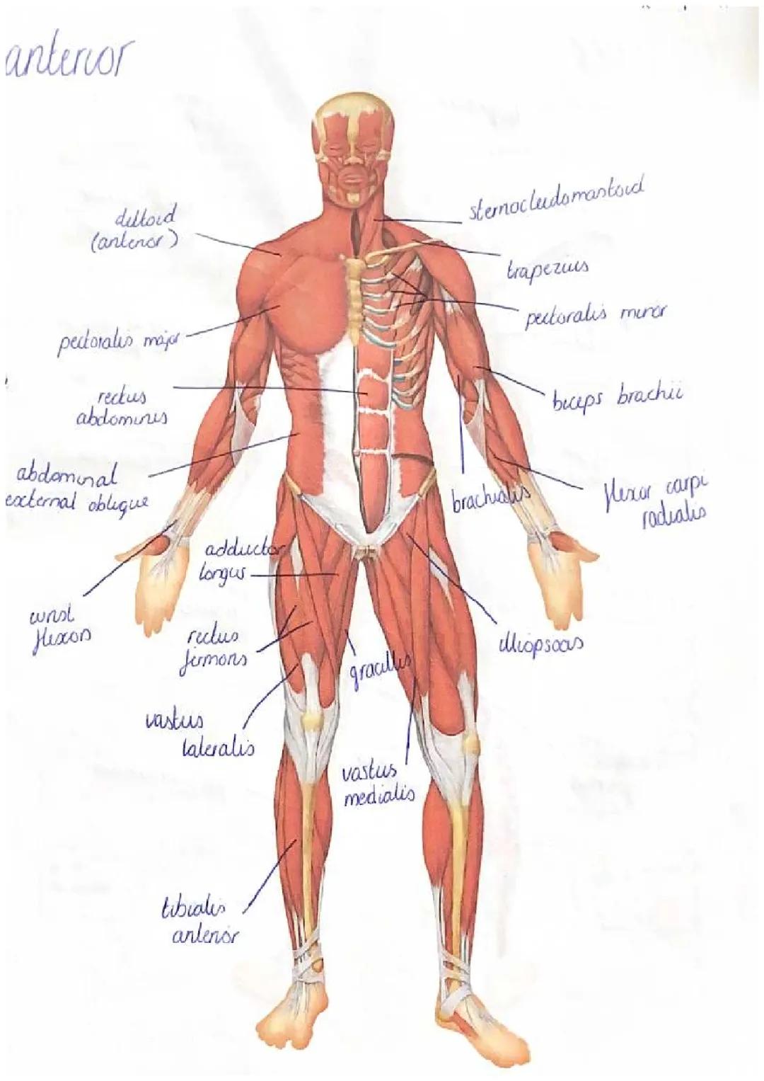 The Muscular System