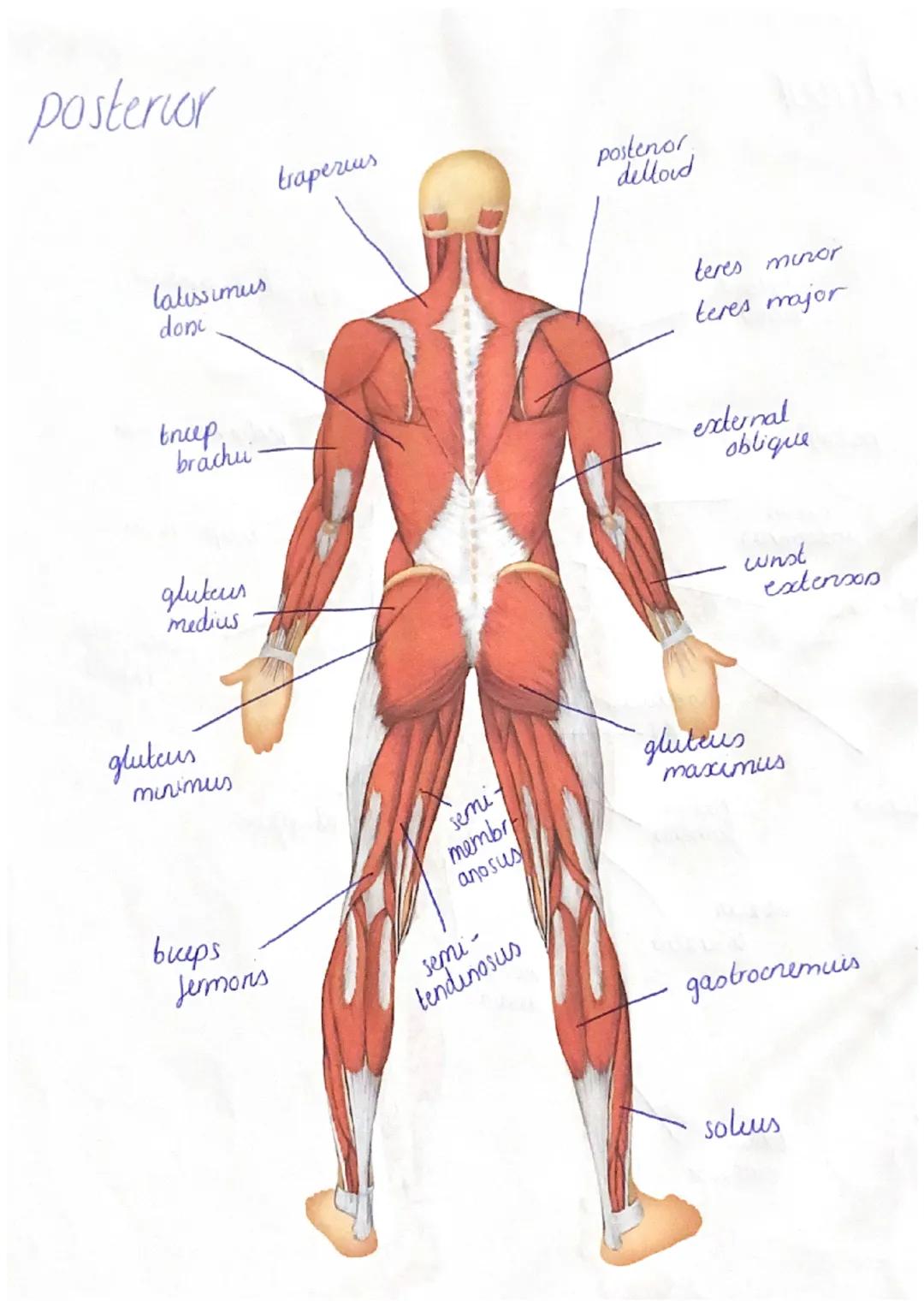 anterior
deltoid
(antenor)
pectoralis major
rectus
abdominis
abdominal
external oblique
wrist
Hixon
adductor
longus
rectus
fermons
vastus
la
