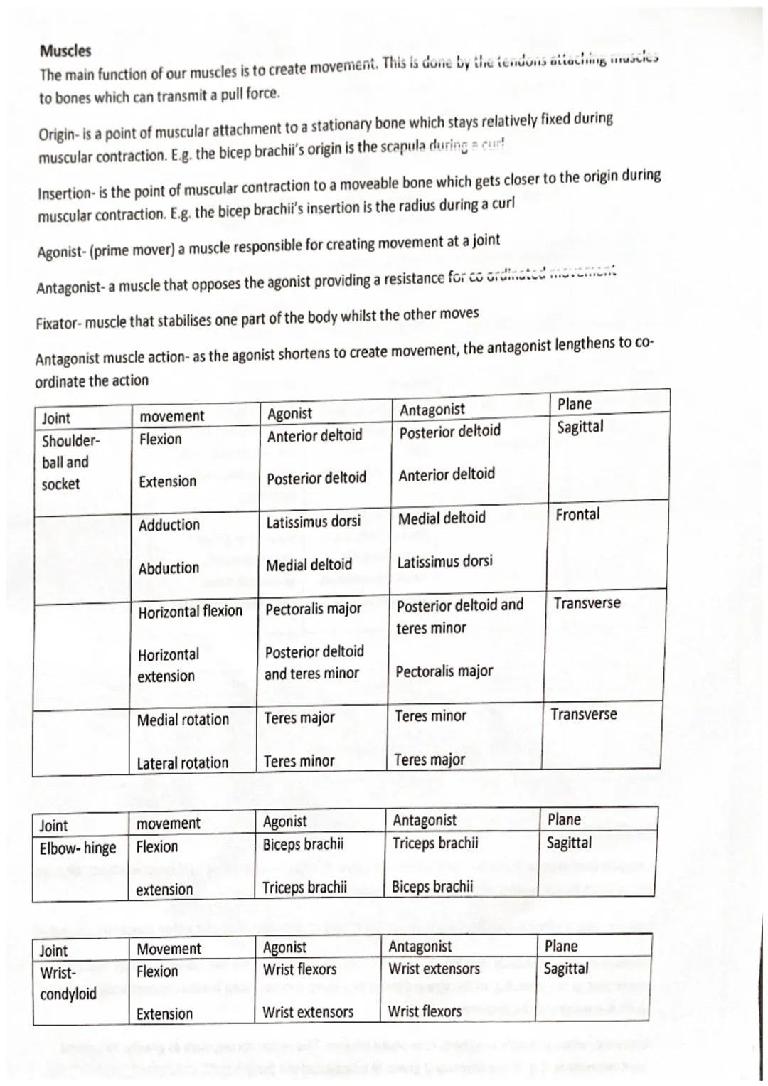 anterior
deltoid
(antenor)
pectoralis major
rectus
abdominis
abdominal
external oblique
wrist
Hixon
adductor
longus
rectus
fermons
vastus
la