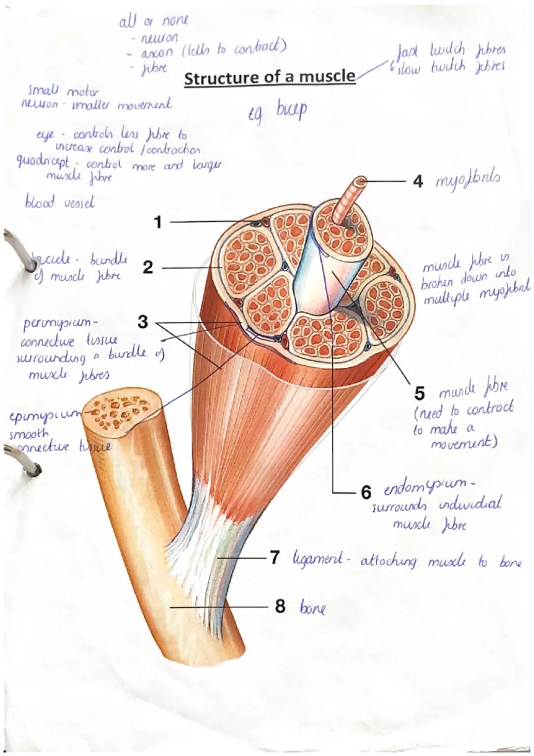 anterior
deltoid
(antenor)
pectoralis major
rectus
abdominis
abdominal
external oblique
wrist
Hixon
adductor
longus
rectus
fermons
vastus
la