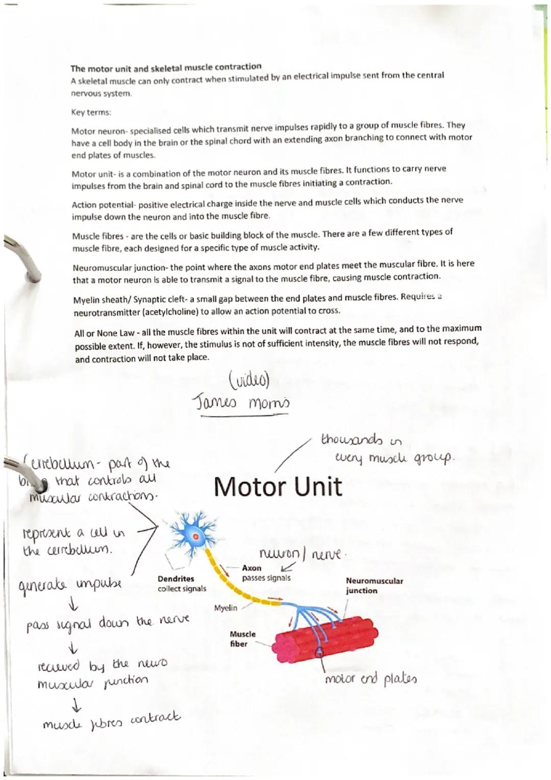 anterior
deltoid
(antenor)
pectoralis major
rectus
abdominis
abdominal
external oblique
wrist
Hixon
adductor
longus
rectus
fermons
vastus
la