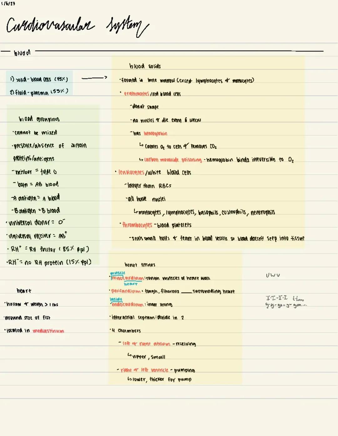 Anatomy - Cardiovascular System Notes