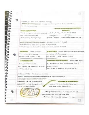 Know how cells release energy, DNA structure, DNA replication, binary fission, mitosis, sexual reproduction and meiosis, patterns of inheritance thumbnail