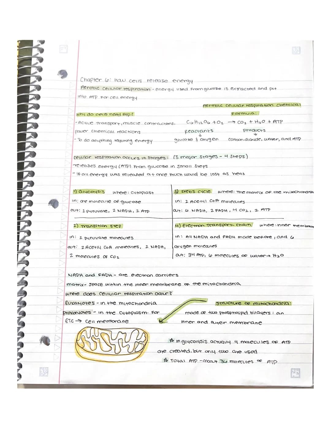 Chapter 6: How cells release energy
Aerobic cellular respiration - energy used from glucose is extracted and put
into ATP For cell energy.
w