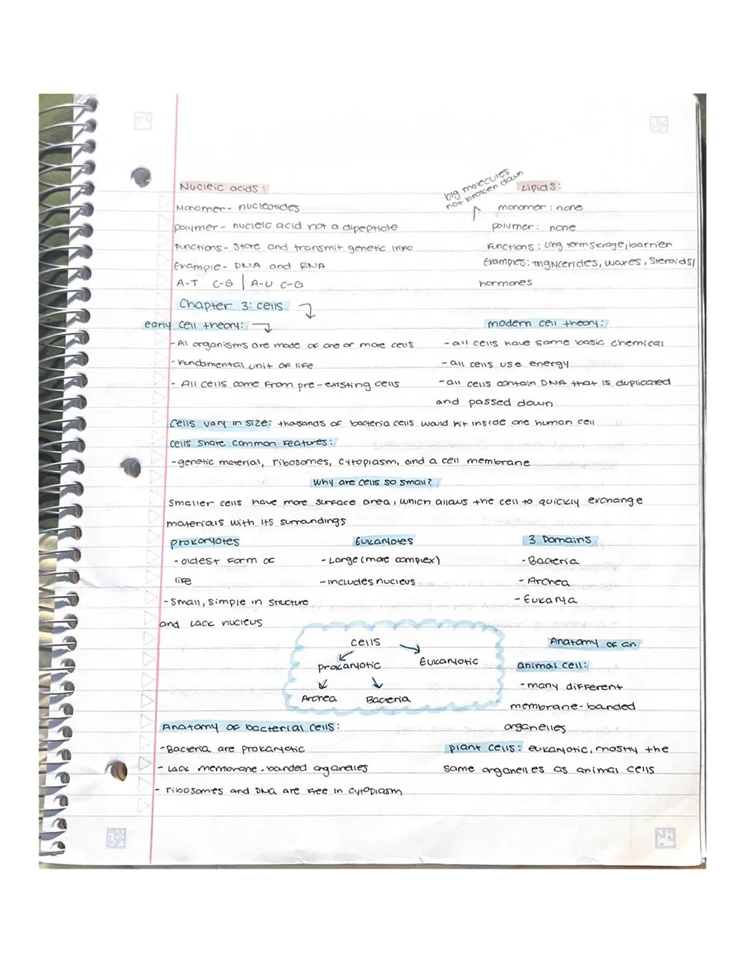 Chapter 6: How cells release energy
Aerobic cellular respiration - energy used from glucose is extracted and put
into ATP For cell energy.
w