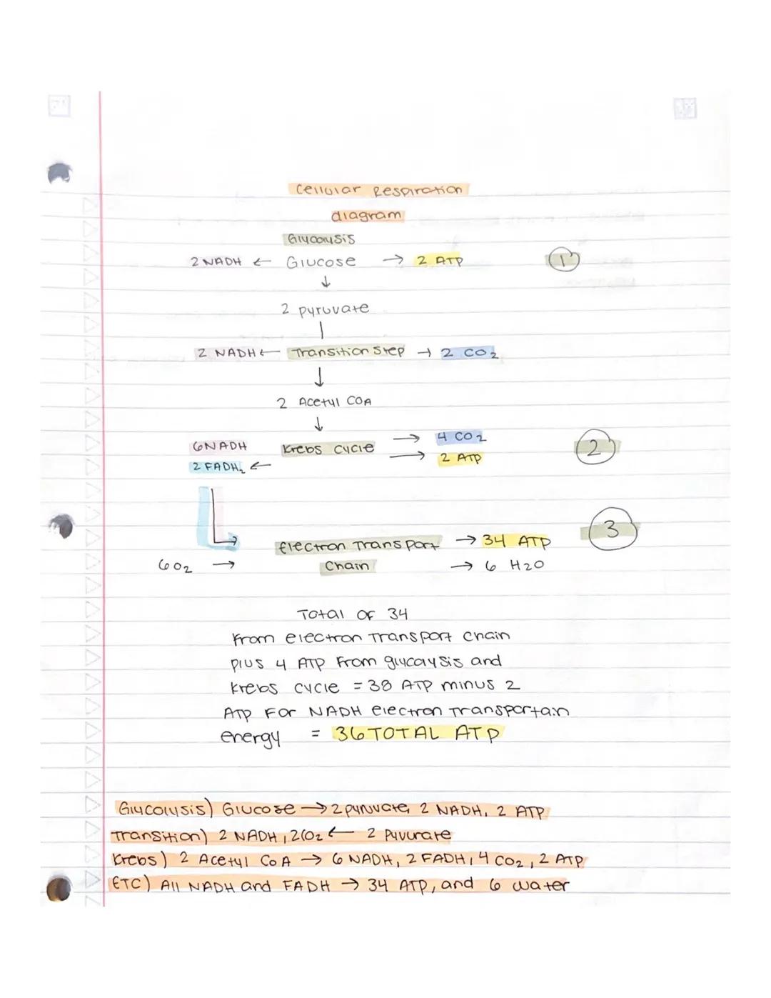 Chapter 6: How cells release energy
Aerobic cellular respiration - energy used from glucose is extracted and put
into ATP For cell energy.
w