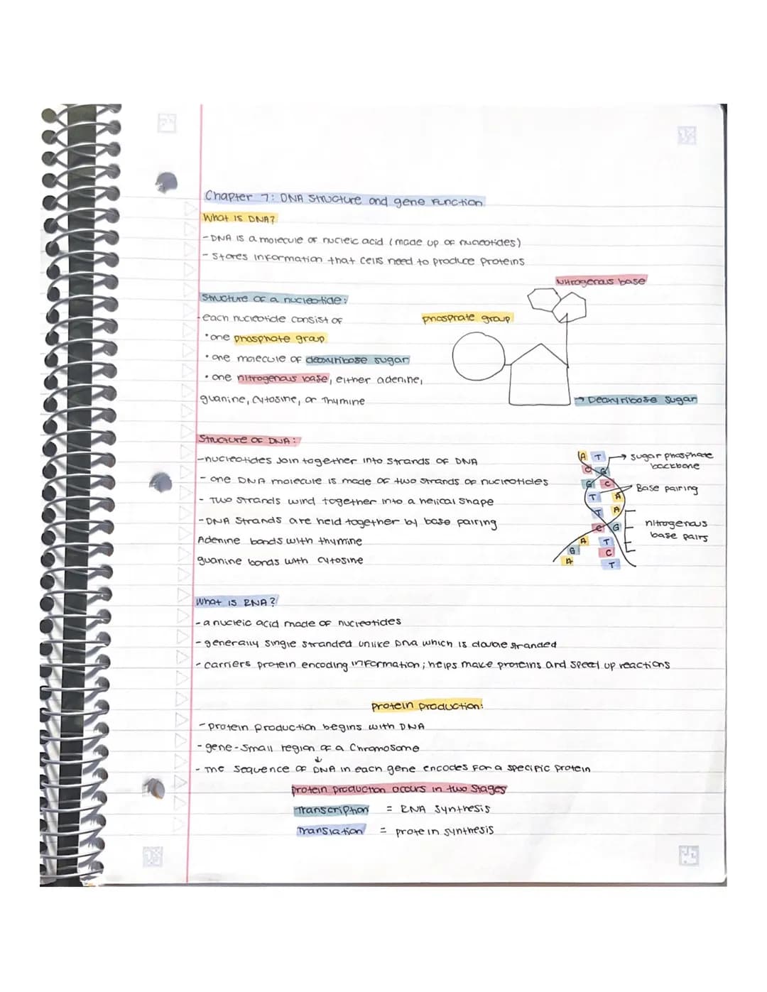 Chapter 6: How cells release energy
Aerobic cellular respiration - energy used from glucose is extracted and put
into ATP For cell energy.
w