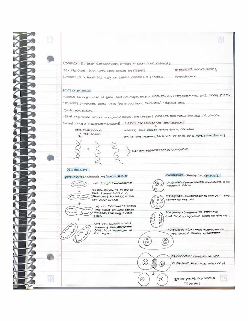 Chapter 6: How cells release energy
Aerobic cellular respiration - energy used from glucose is extracted and put
into ATP For cell energy.
w