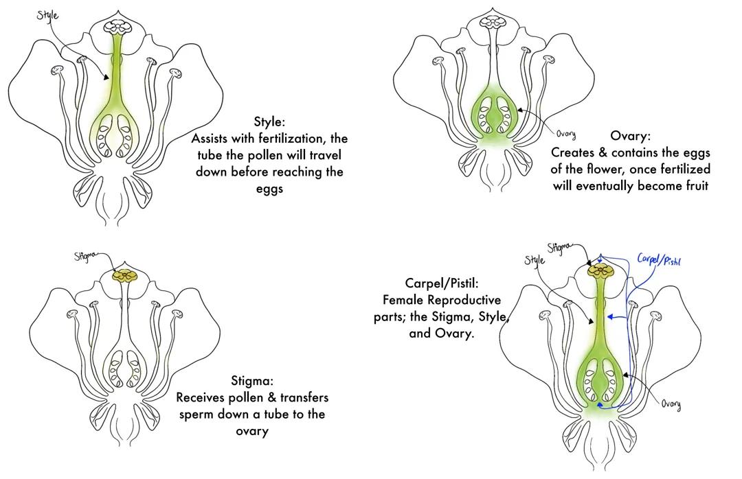 Anatomy of a Flower with labels