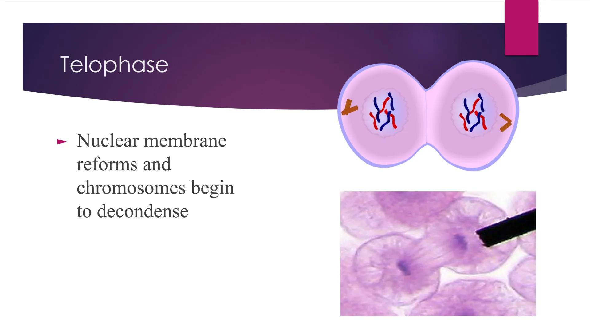 Phases of Mitosis The Cell Cycle
There are 6 phases of Cell Cycle
Interphase
► Prophase
▸ Metaphase
Anaphase
► Telophase
Cytokinesis
Mitosis