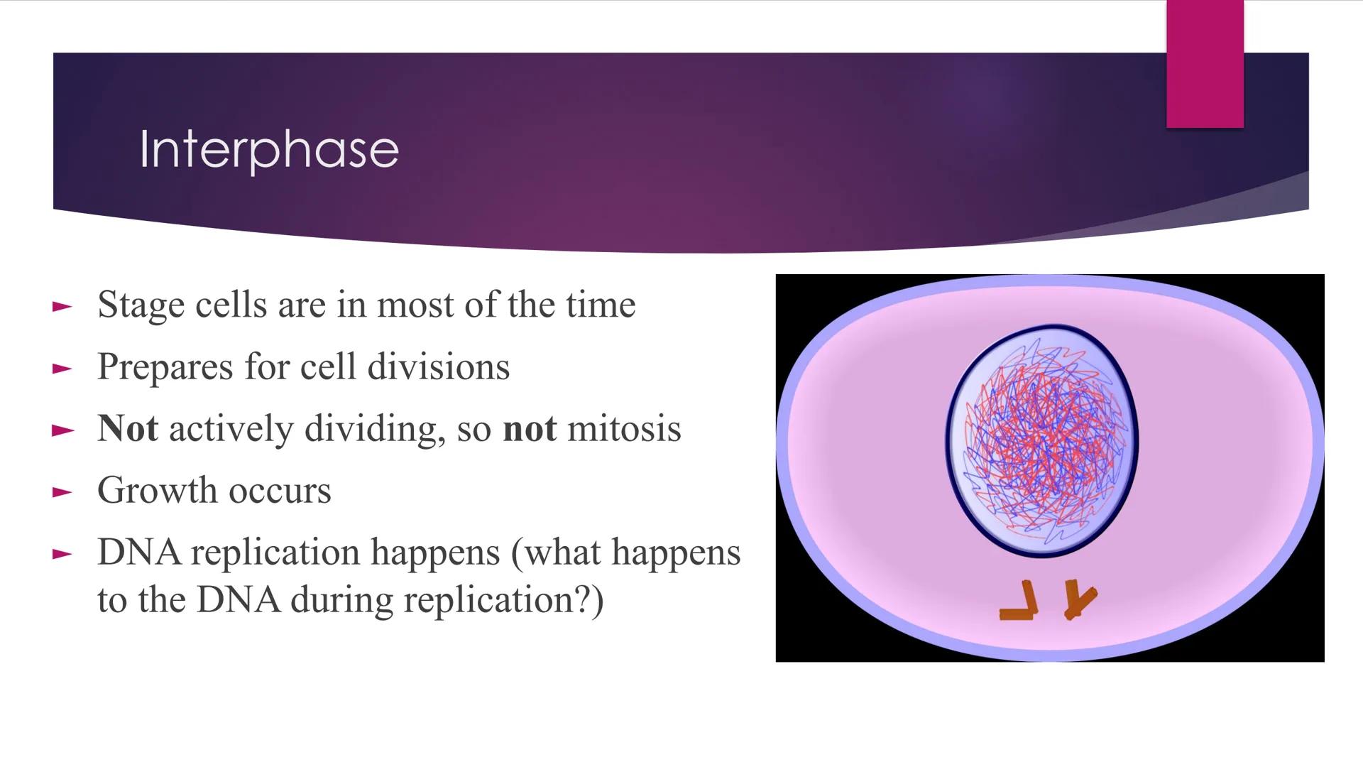 Phases of Mitosis The Cell Cycle
There are 6 phases of Cell Cycle
Interphase
► Prophase
▸ Metaphase
Anaphase
► Telophase
Cytokinesis
Mitosis