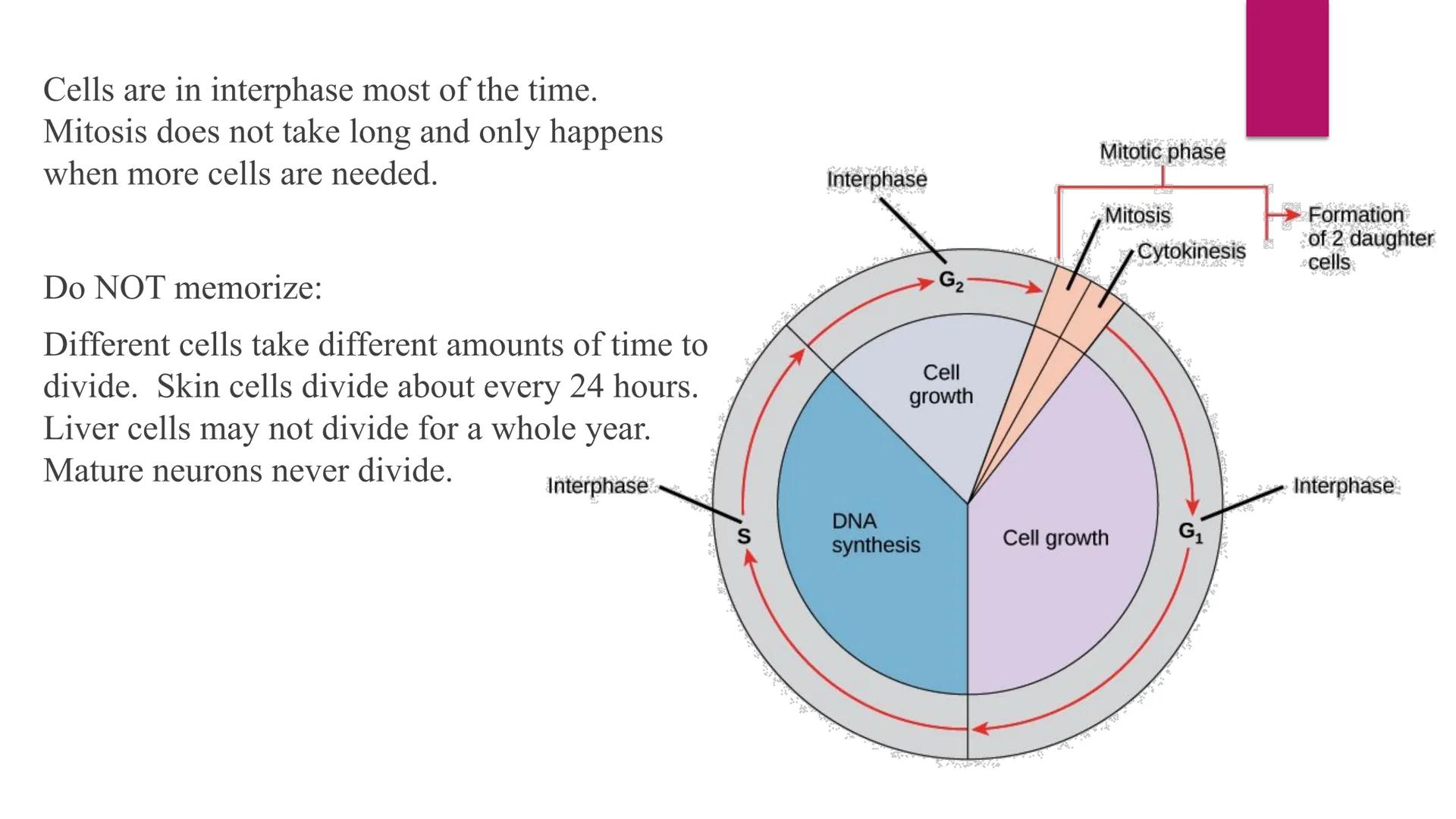Phases of Mitosis The Cell Cycle
There are 6 phases of Cell Cycle
Interphase
► Prophase
▸ Metaphase
Anaphase
► Telophase
Cytokinesis
Mitosis