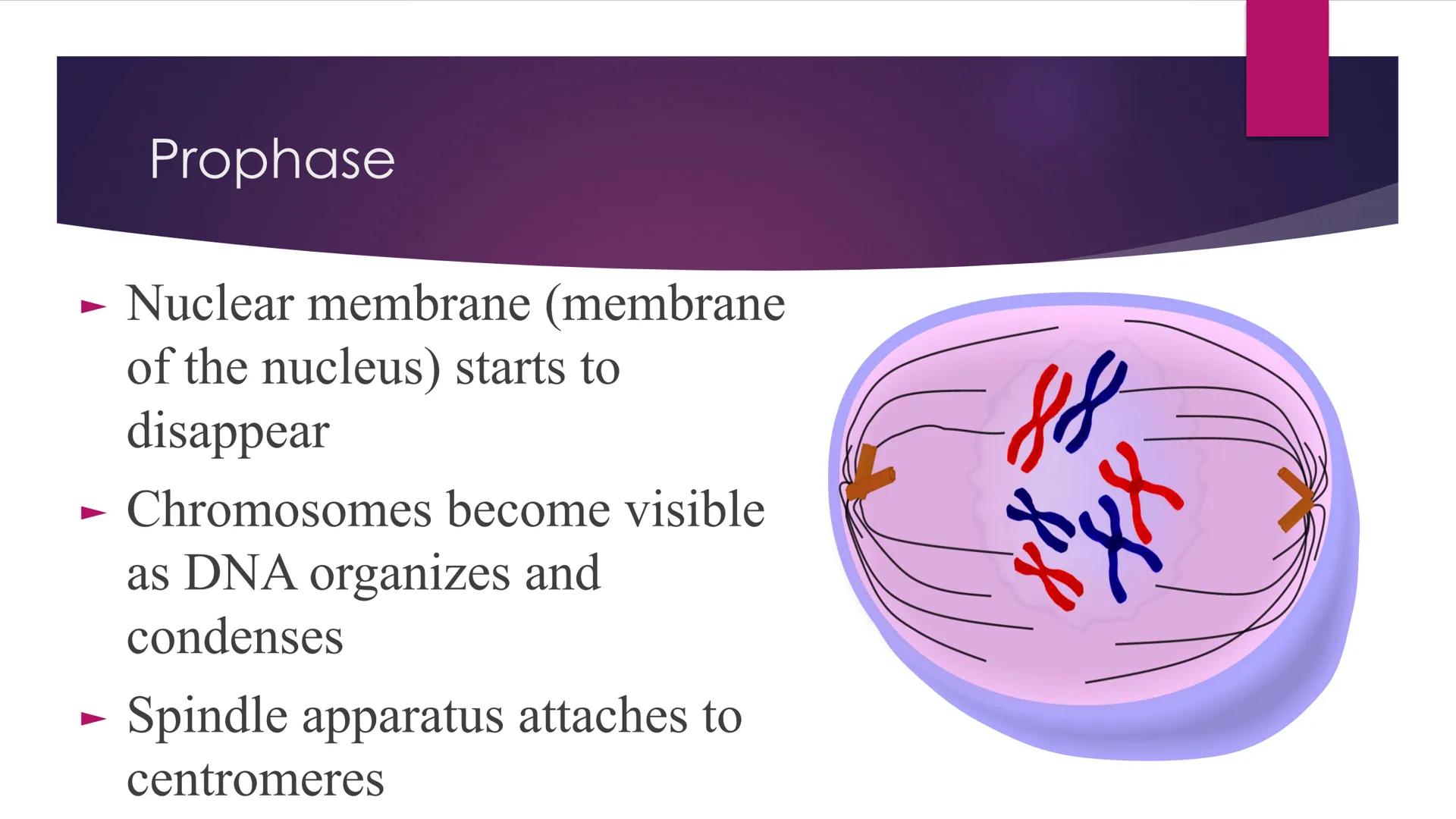 Phases of Mitosis The Cell Cycle
There are 6 phases of Cell Cycle
Interphase
► Prophase
▸ Metaphase
Anaphase
► Telophase
Cytokinesis
Mitosis
