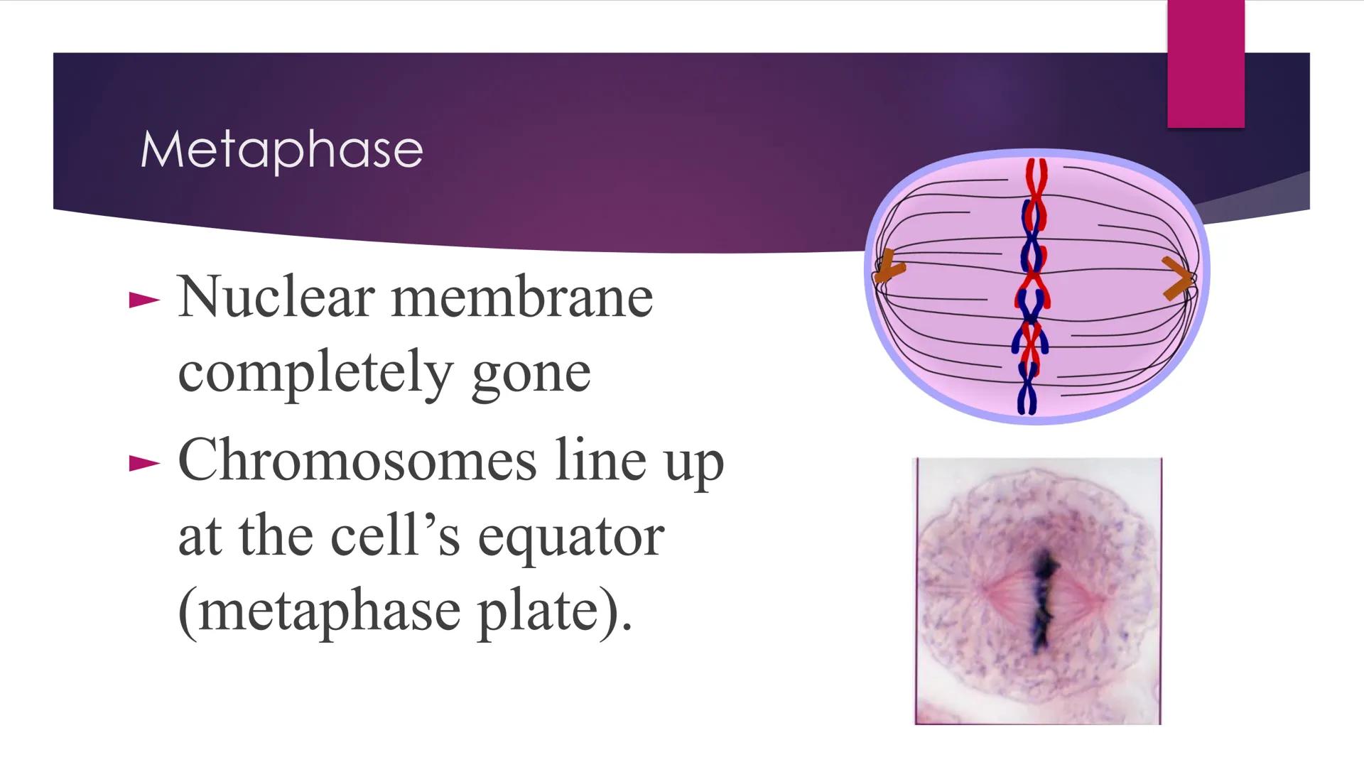 Phases of Mitosis The Cell Cycle
There are 6 phases of Cell Cycle
Interphase
► Prophase
▸ Metaphase
Anaphase
► Telophase
Cytokinesis
Mitosis