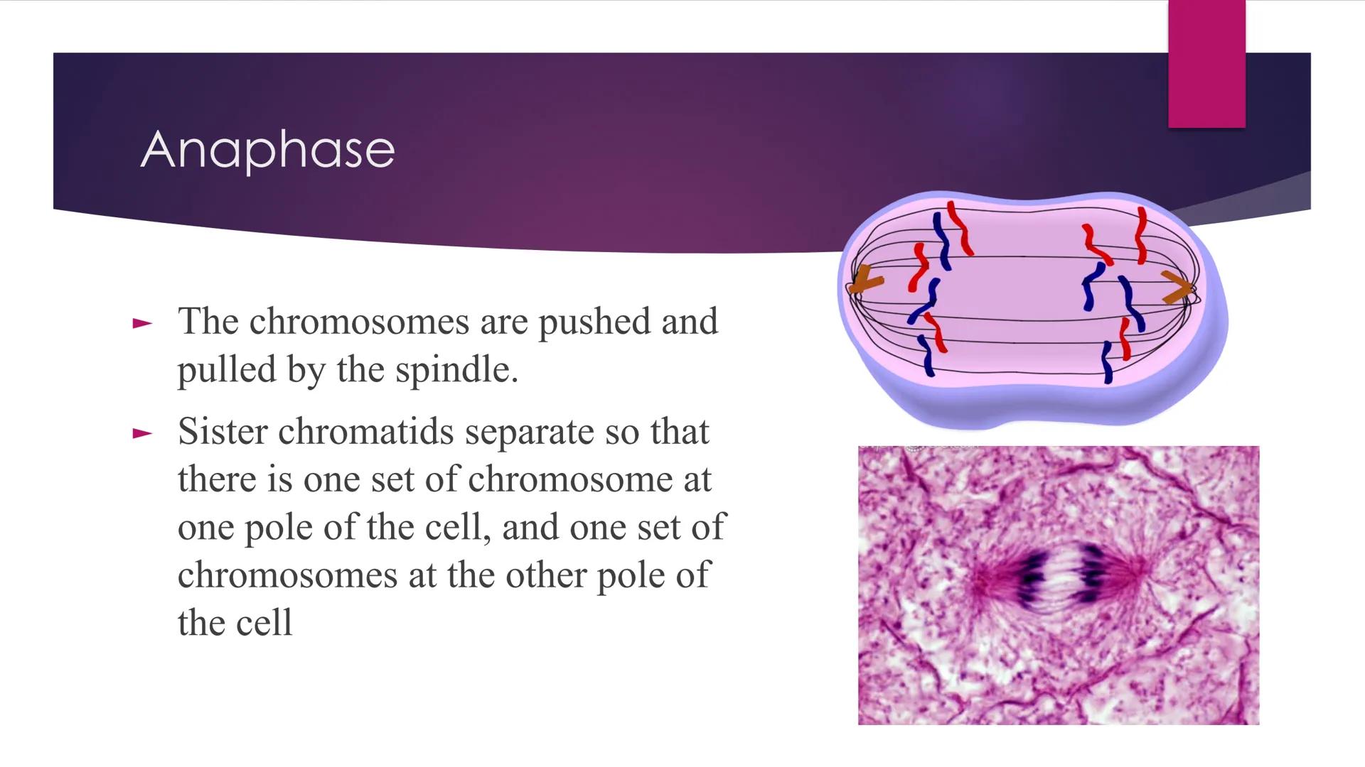 Phases of Mitosis The Cell Cycle
There are 6 phases of Cell Cycle
Interphase
► Prophase
▸ Metaphase
Anaphase
► Telophase
Cytokinesis
Mitosis