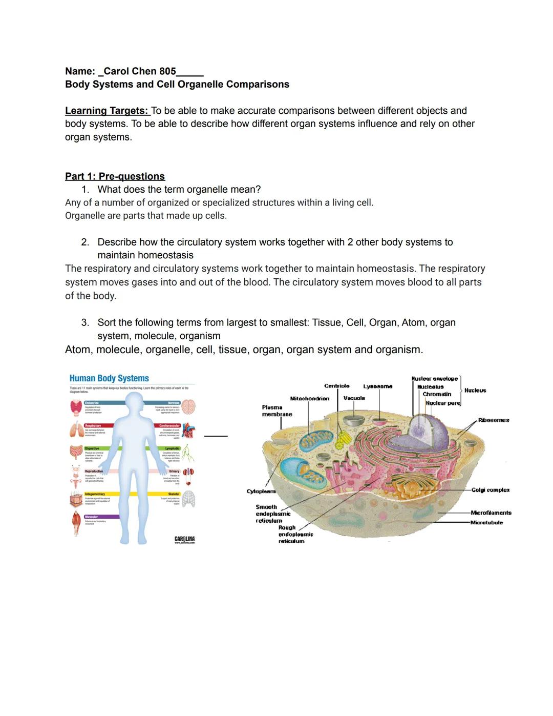 Body Systems and Cell Organelle 