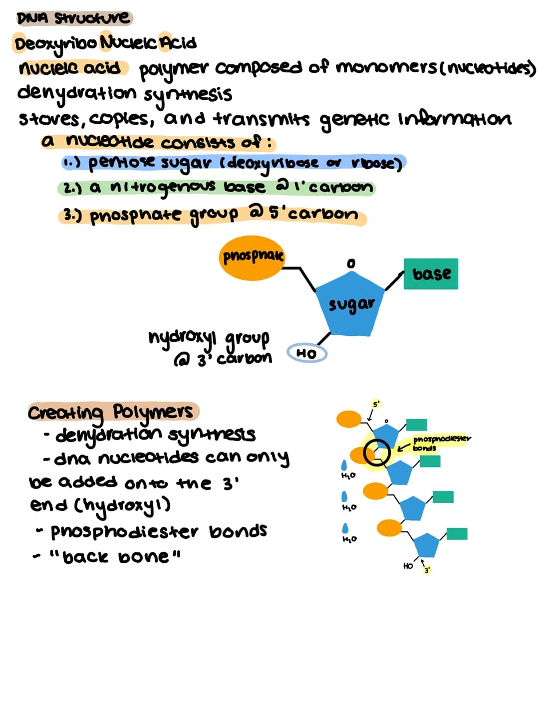 
<h2 id="deoxyribonucleicaciddna">Deoxyribonucleic Acid (DNA)</h2>
<p>Deoxyribonucleic acid (DNA) is a nucleic acid polymer composed of mono