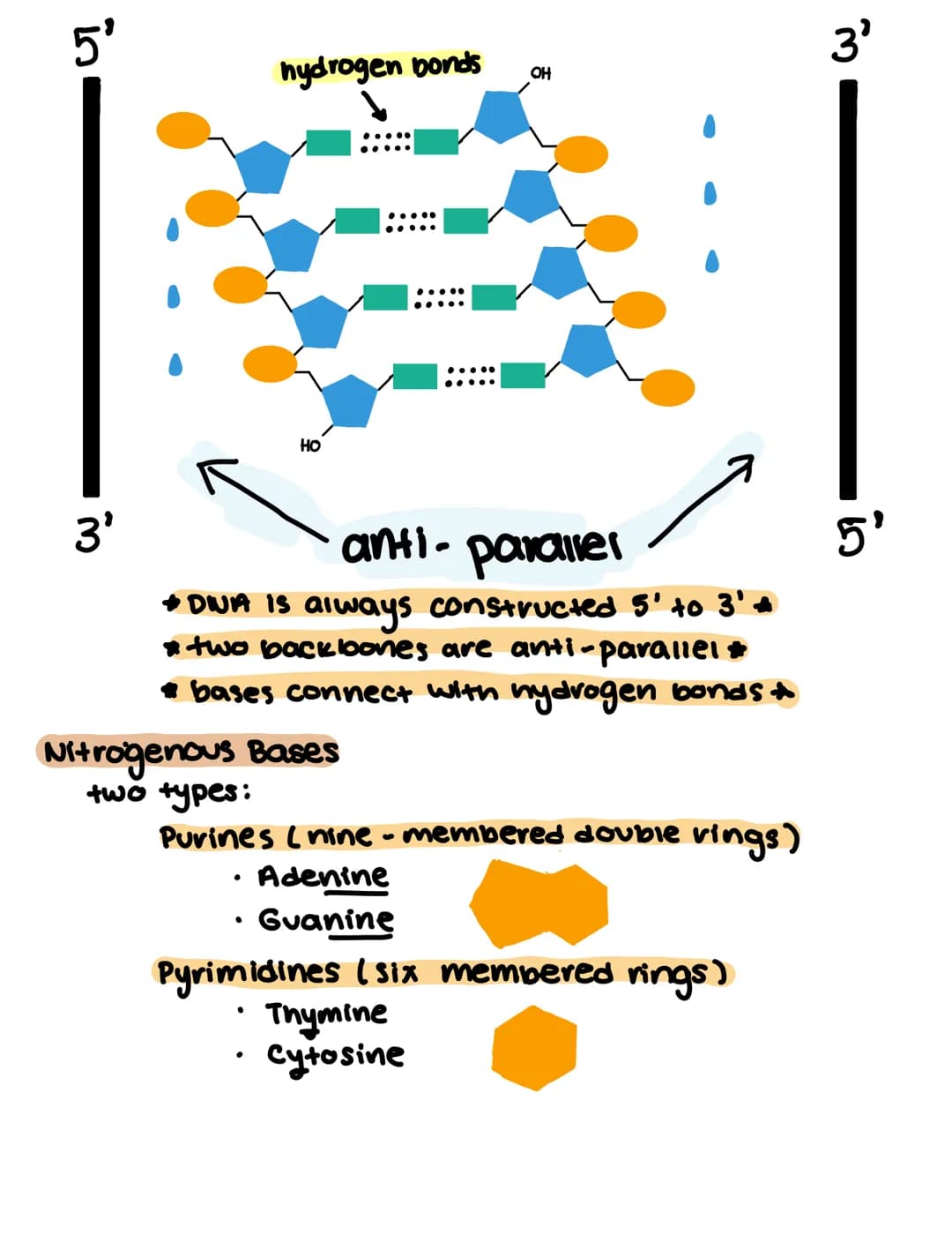 
<h2 id="deoxyribonucleicaciddna">Deoxyribonucleic Acid (DNA)</h2>
<p>Deoxyribonucleic acid (DNA) is a nucleic acid polymer composed of mono