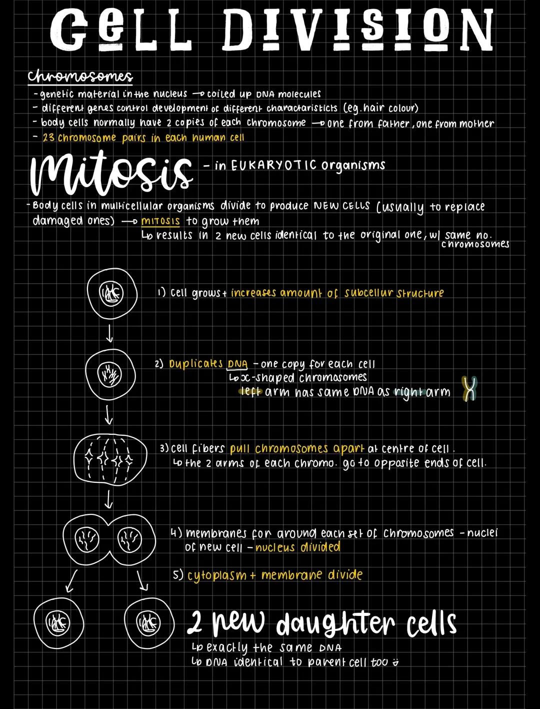 How Cells Split: Mitosis in Eukaryotes and Binary Fission in Prokaryotes