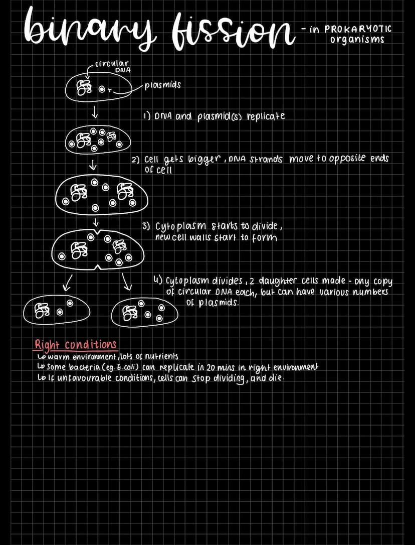 GGLL DIVISION
chromosomes
-genetic material in the nucleus coiled up DNA molecules
different genes control development of different characta