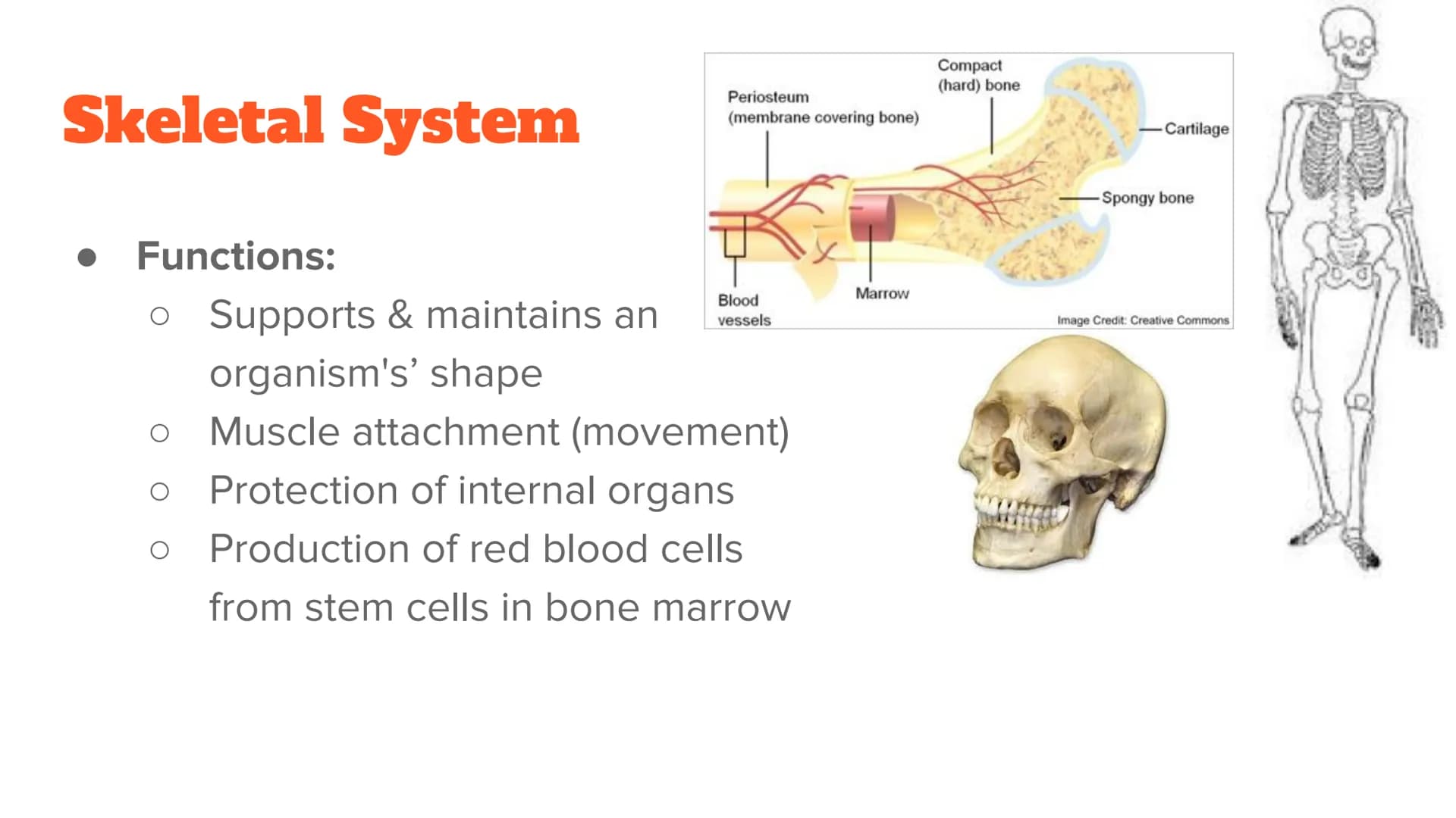 <p><strong>Anatomy and Physiology of Organ Systems</strong></p>
<p>Anatomy: The branch of science that studies the bodily structure of human