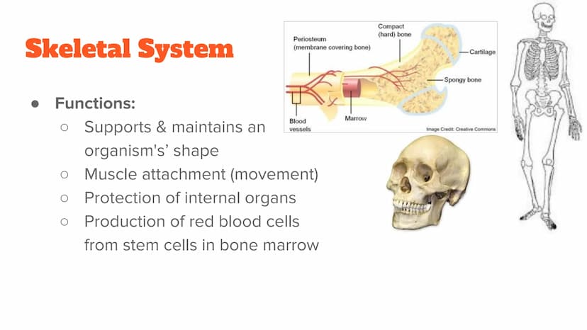 <p><strong>Anatomy and Physiology of Organ Systems</strong></p>
<p>Anatomy: The branch of science that studies the bodily structure of human