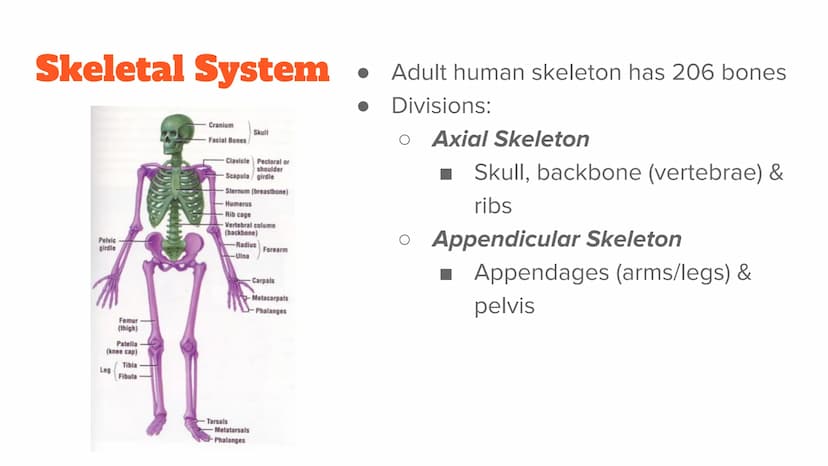 <p><strong>Anatomy and Physiology of Organ Systems</strong></p>
<p>Anatomy: The branch of science that studies the bodily structure of human