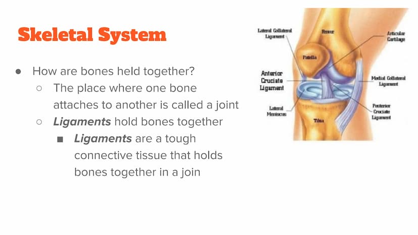 <p><strong>Anatomy and Physiology of Organ Systems</strong></p>
<p>Anatomy: The branch of science that studies the bodily structure of human