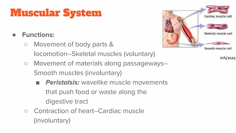 <p><strong>Anatomy and Physiology of Organ Systems</strong></p>
<p>Anatomy: The branch of science that studies the bodily structure of human