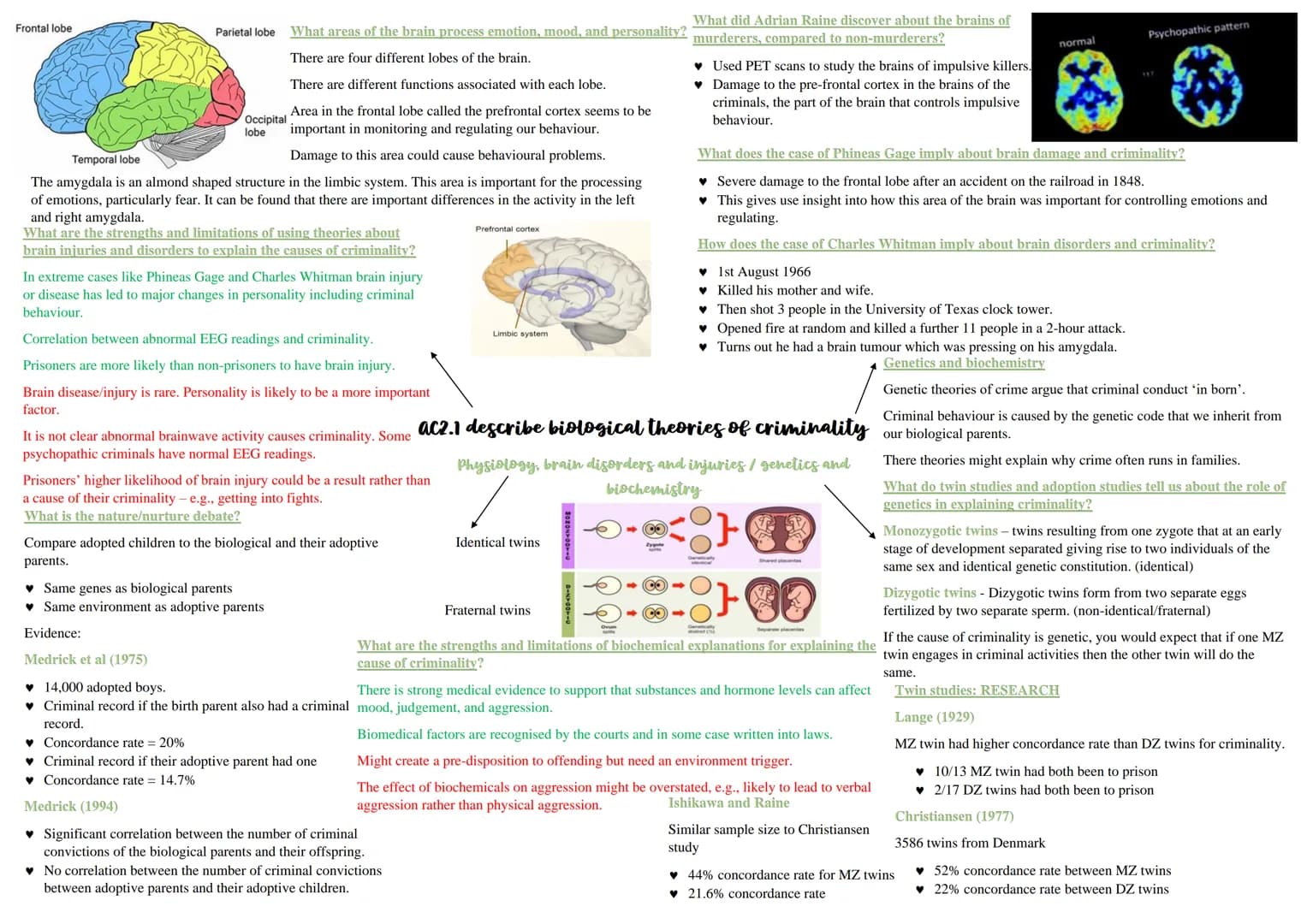 What did Adrian Raine discover about the brains of
What areas of the brain process emotion, mood, and personality? murderers, compared to no