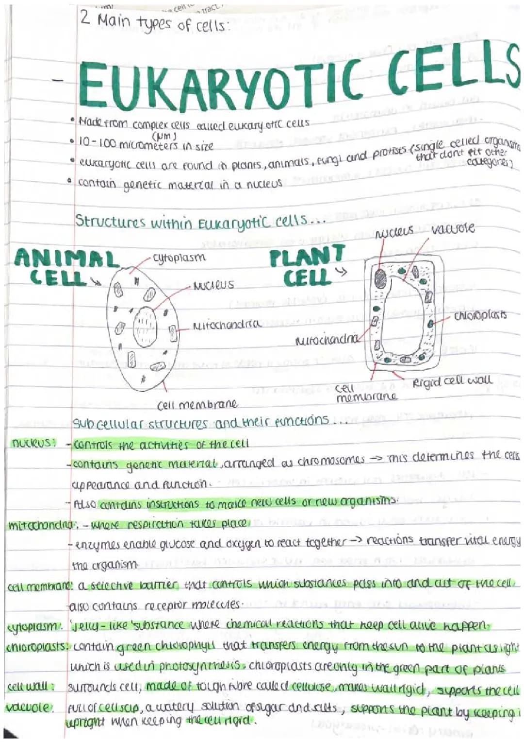 Eukaryotic and prokaryotic cells 