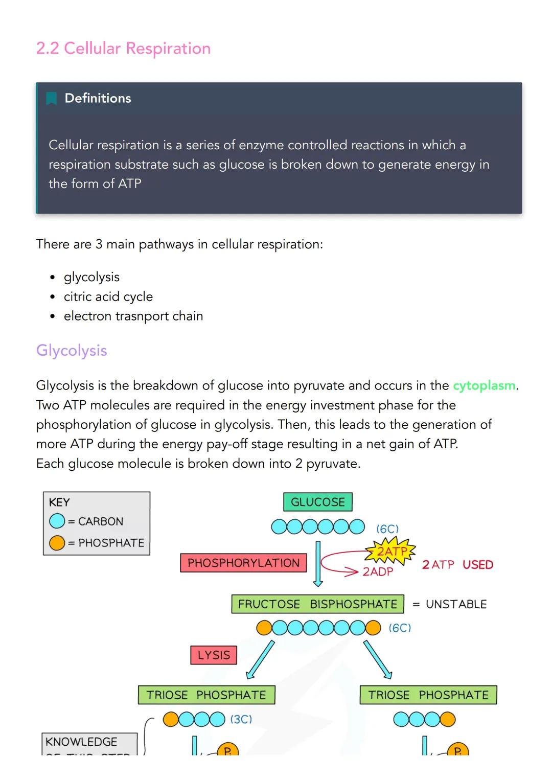 2.2 Cellular Respiration
Definitions
Cellular respiration is a series of enzyme controlled reactions in which a
respiration substrate such a
