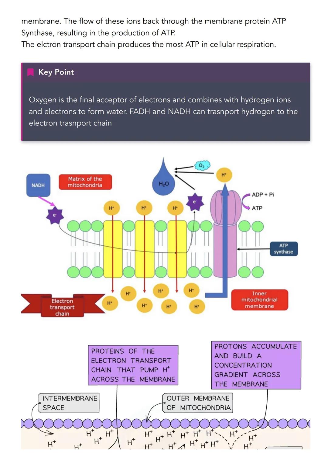 2.2 Cellular Respiration
Definitions
Cellular respiration is a series of enzyme controlled reactions in which a
respiration substrate such a