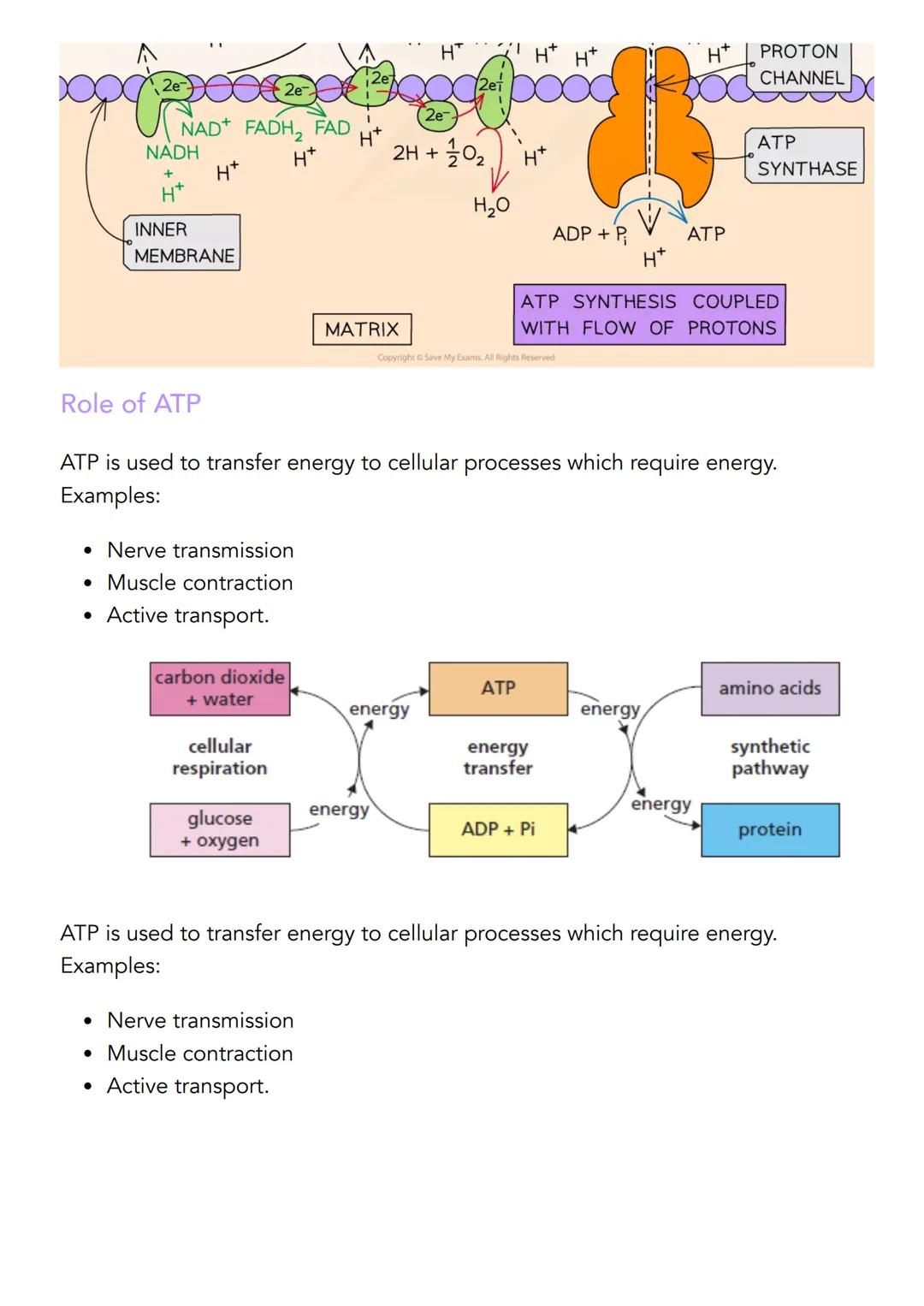 2.2 Cellular Respiration
Definitions
Cellular respiration is a series of enzyme controlled reactions in which a
respiration substrate such a