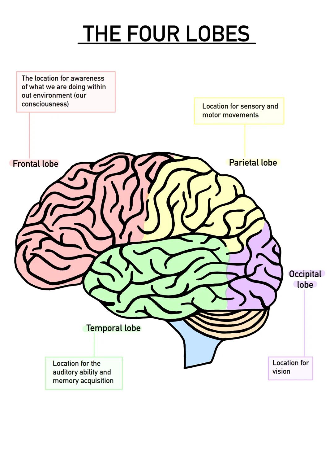 THE FOUR LOBES
The location for awareness
of what we are doing within
out environment (our
consciousness)
Frontal lobe
Temporal lobe
Locatio
