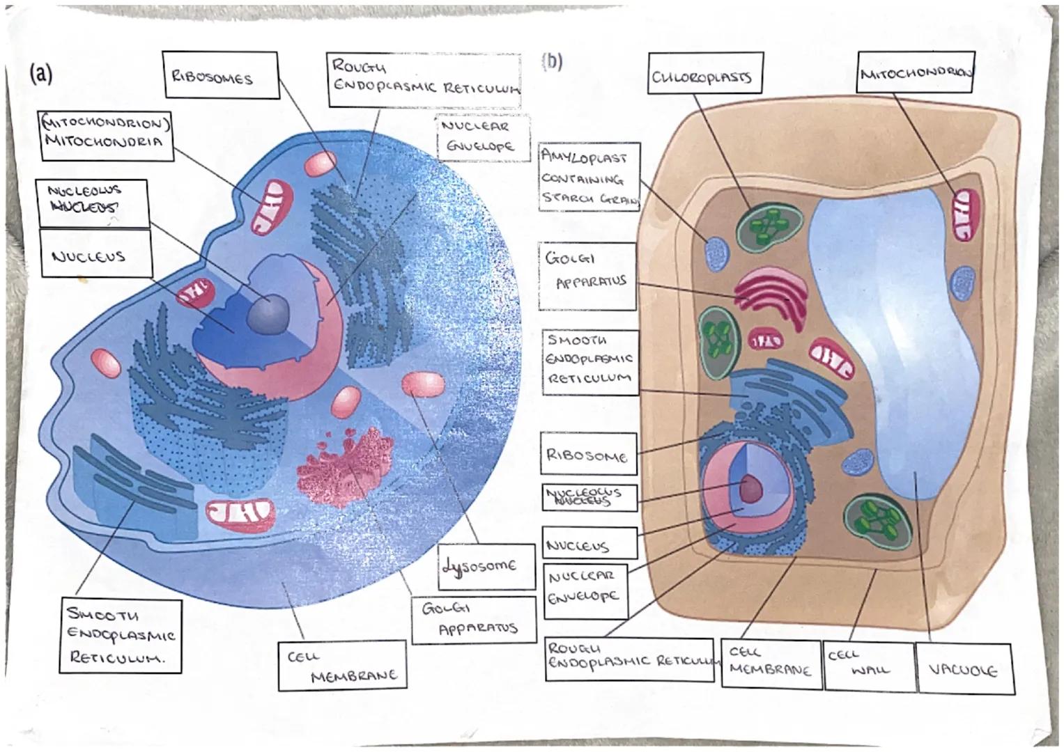 (a)
MITOCHONDRION)
MITOCHONDRIA
NUCLEOLUS
NUCLEUS
NUCLEUS
RIBOSOMES
SMOOTU
ENDOPLASMIC
RETICULUM.
OWE
CELL
ROUGH
ENDOPLASMIC RETICULUA
MEMBR