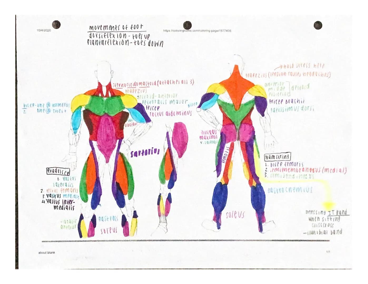 MUSCULAR
SYSTEM
TYDPS of Muscies
Skeitigi-found on bones
cardiac-found only in the heart.
• smooth-found in organs & blood vessels
both stri