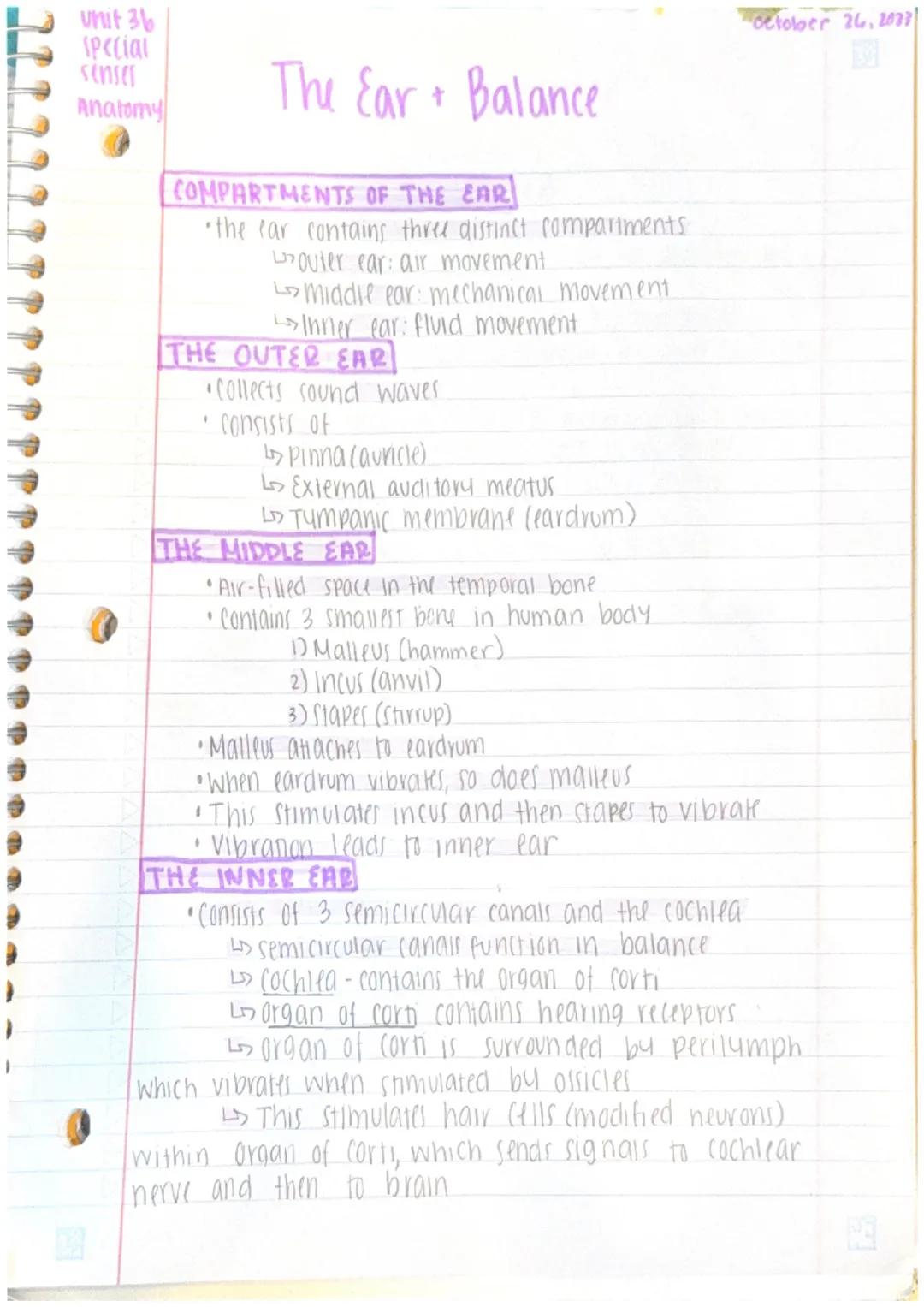 Unit 36
Special
senses
Anatomy
Ear
canal
The Ear + Balance
temporal
Bone
pinna
(auricle)
External
auditory
OUTER EAR
(Hammer)
Malleus
tumpan