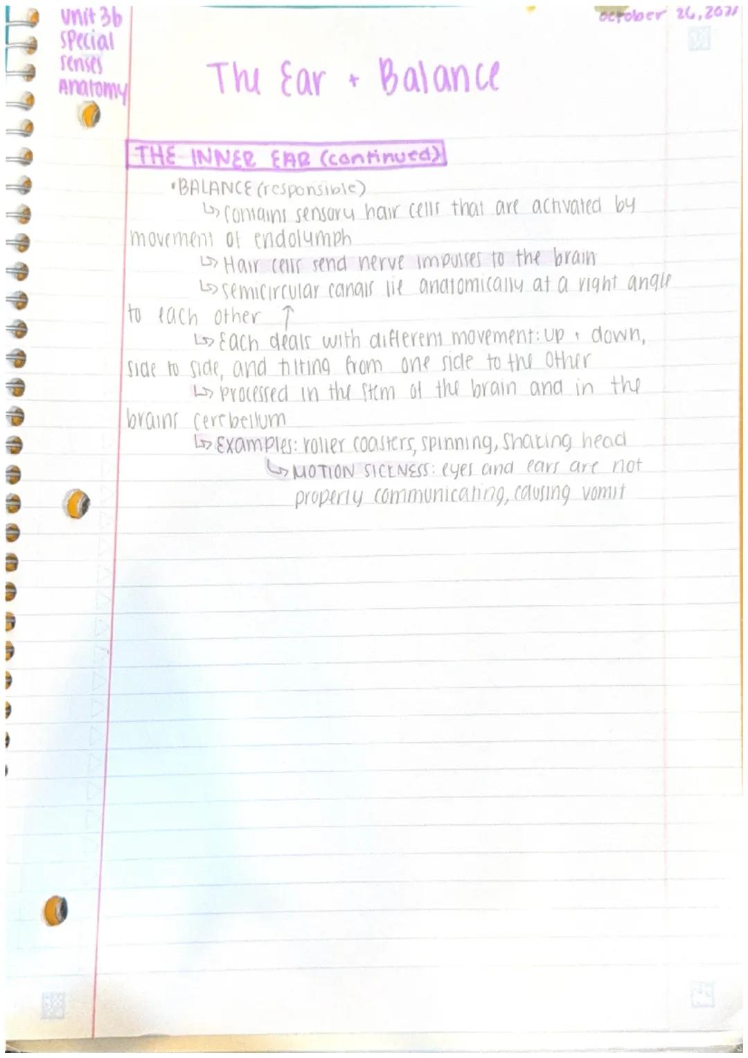 Unit 36
Special
senses
Anatomy
Ear
canal
The Ear + Balance
temporal
Bone
pinna
(auricle)
External
auditory
OUTER EAR
(Hammer)
Malleus
tumpan