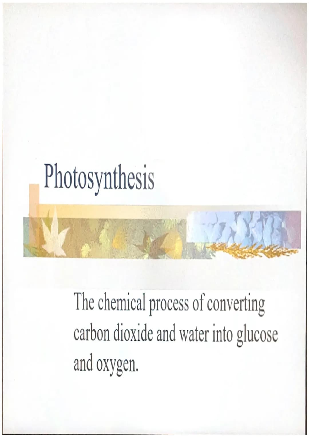 photosynthesis, grade 9/10