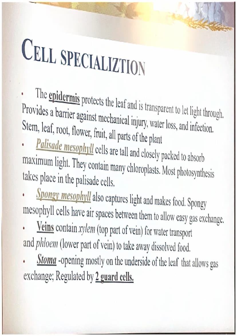 Photosynthesis
The chemical process of converting
carbon dioxide and water into glucose
and oxygen. THE CHEMICAL REACTION
6CO₂ + 6H₂O
- CHO 