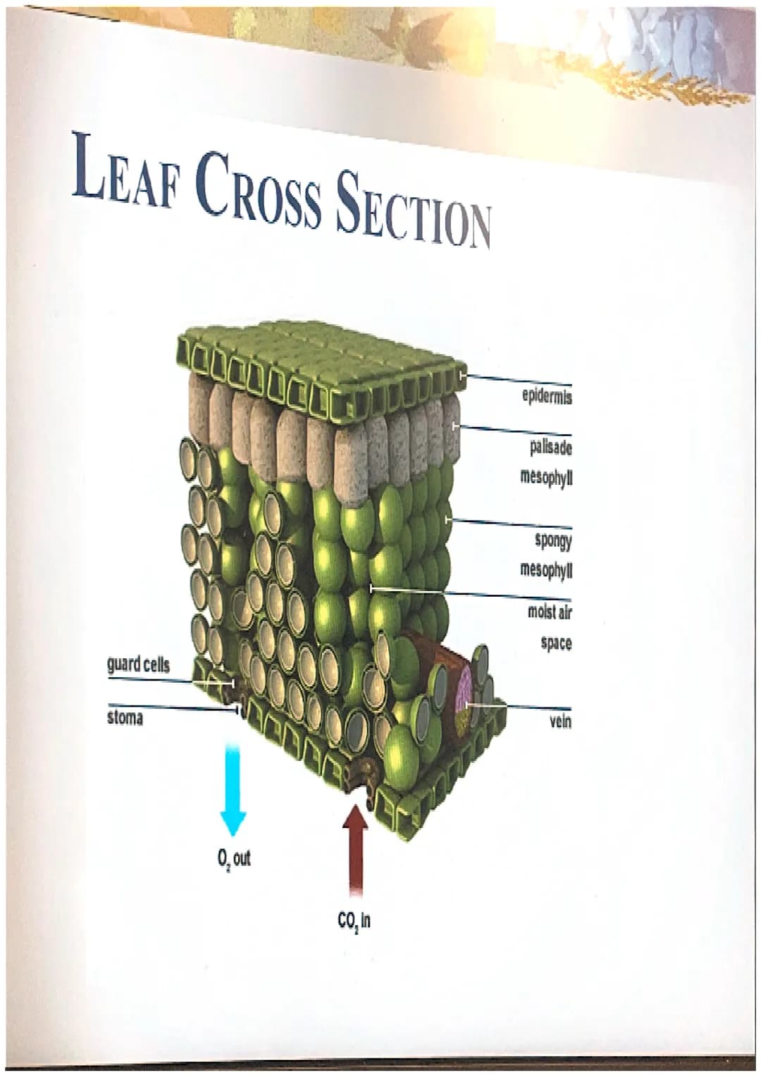 Photosynthesis
The chemical process of converting
carbon dioxide and water into glucose
and oxygen. THE CHEMICAL REACTION
6CO₂ + 6H₂O
- CHO 