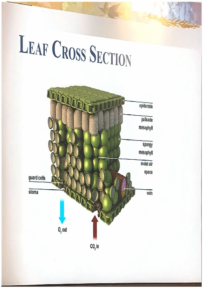 Photosynthesis
The chemical process of converting
carbon dioxide and water into glucose
and oxygen. THE CHEMICAL REACTION
6CO₂ + 6H₂O
- CHO 