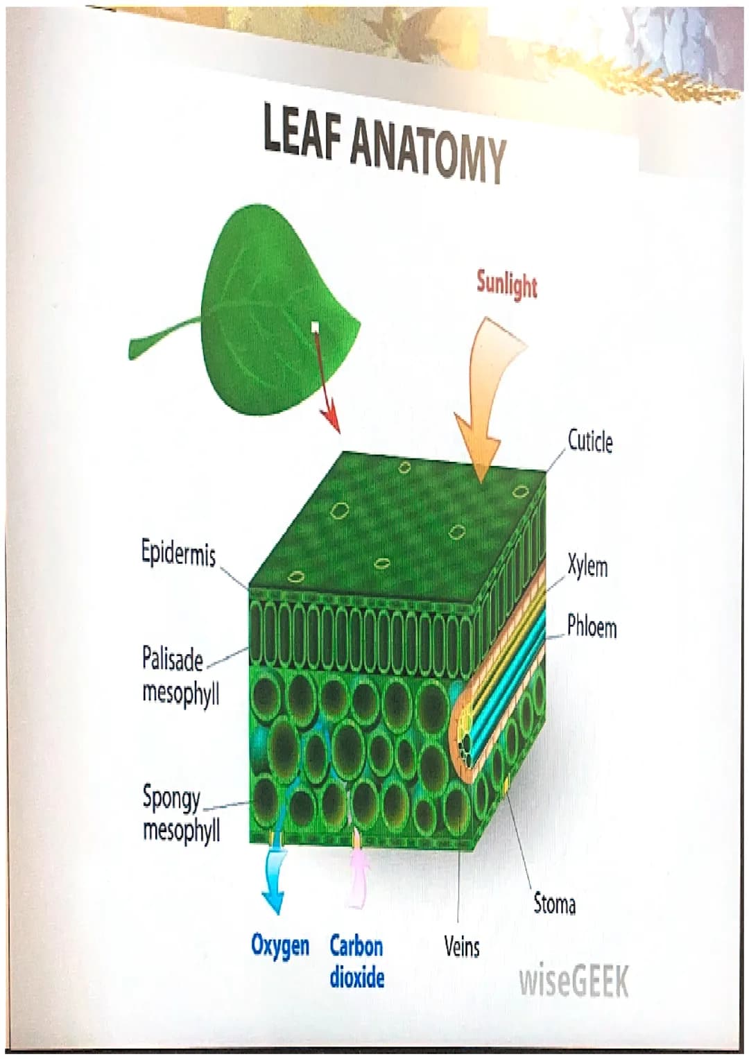 Photosynthesis
The chemical process of converting
carbon dioxide and water into glucose
and oxygen. THE CHEMICAL REACTION
6CO₂ + 6H₂O
- CHO 