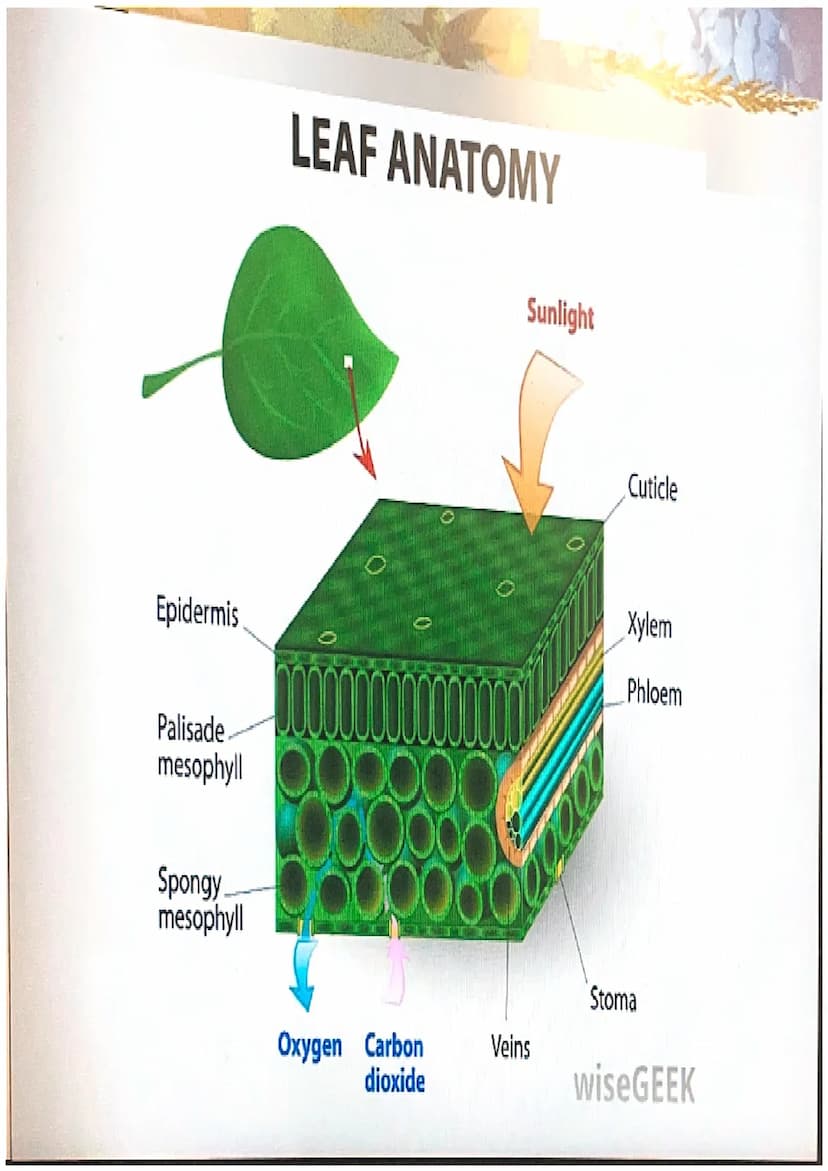 Photosynthesis
The chemical process of converting
carbon dioxide and water into glucose
and oxygen. THE CHEMICAL REACTION
6CO₂ + 6H₂O
- CHO 