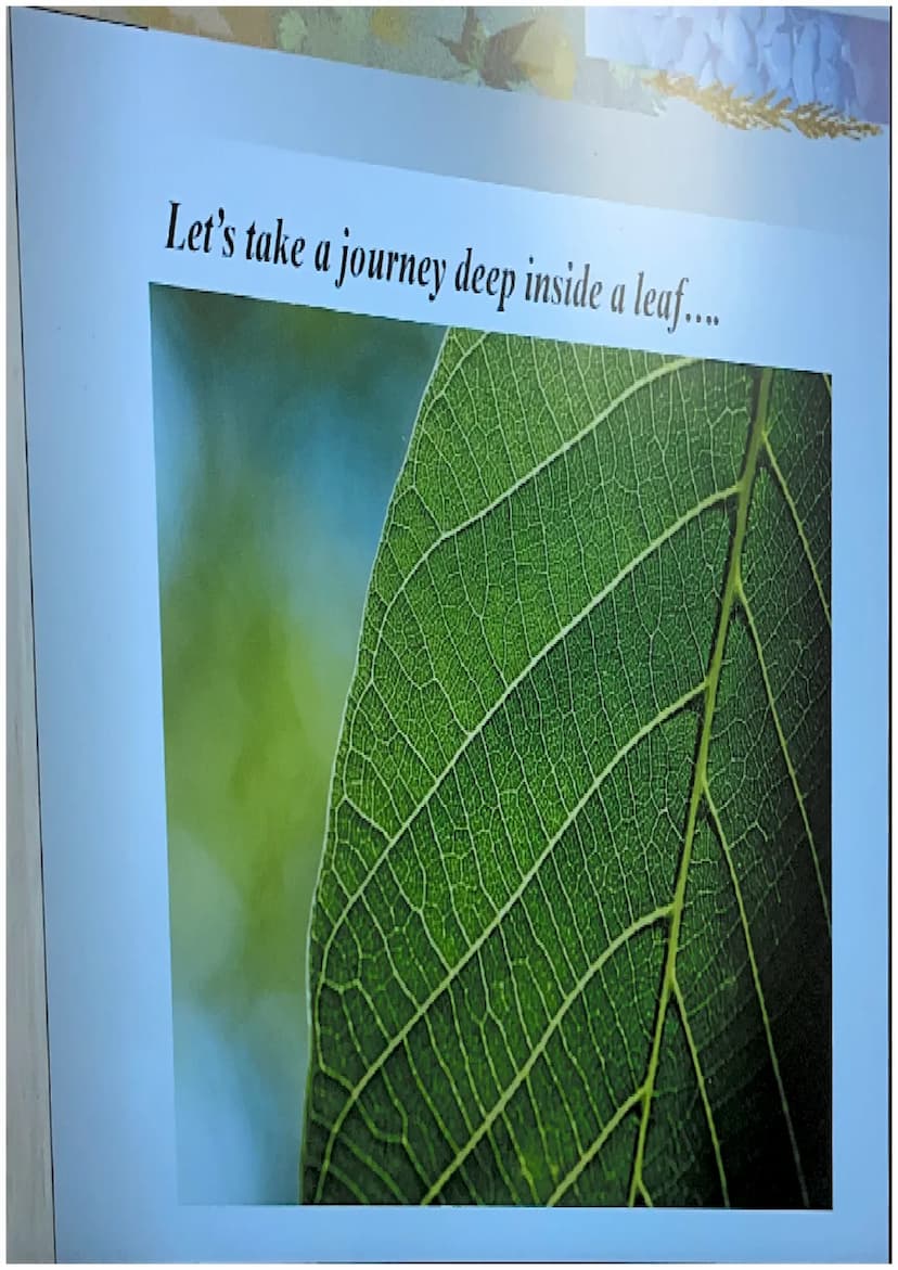 Photosynthesis
The chemical process of converting
carbon dioxide and water into glucose
and oxygen. THE CHEMICAL REACTION
6CO₂ + 6H₂O
- CHO 