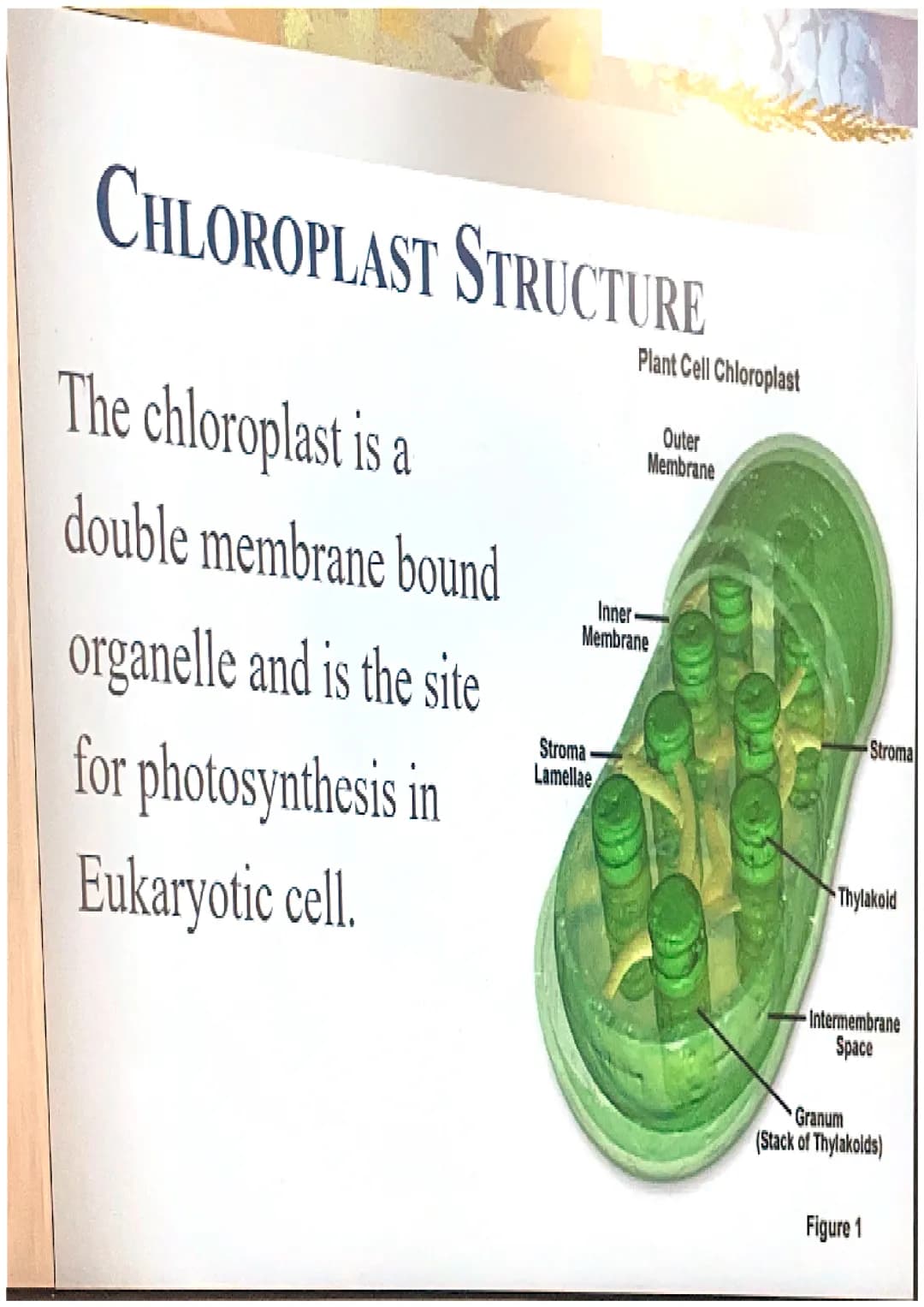 Photosynthesis
The chemical process of converting
carbon dioxide and water into glucose
and oxygen. THE CHEMICAL REACTION
6CO₂ + 6H₂O
- CHO 