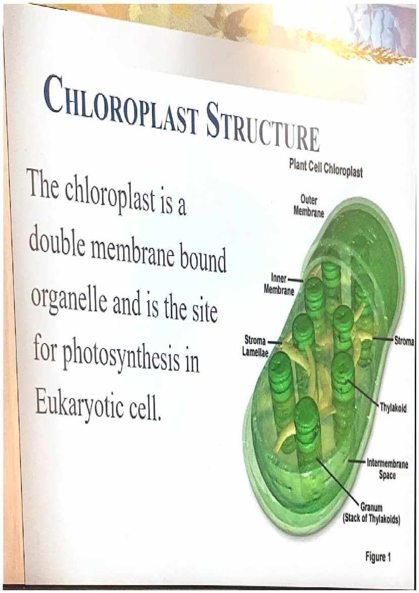 Photosynthesis
The chemical process of converting
carbon dioxide and water into glucose
and oxygen. THE CHEMICAL REACTION
6CO₂ + 6H₂O
- CHO 